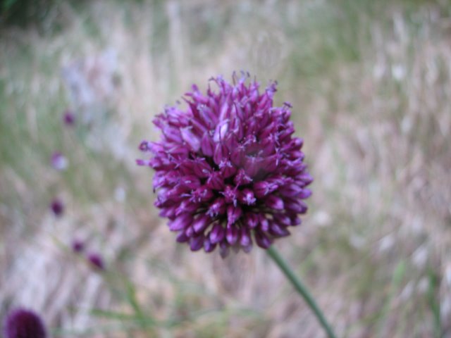 Ail à tête ronde   Allium sphaerocephalum